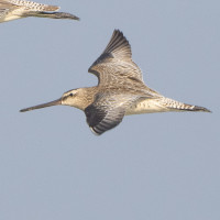 Asian Dowitcher